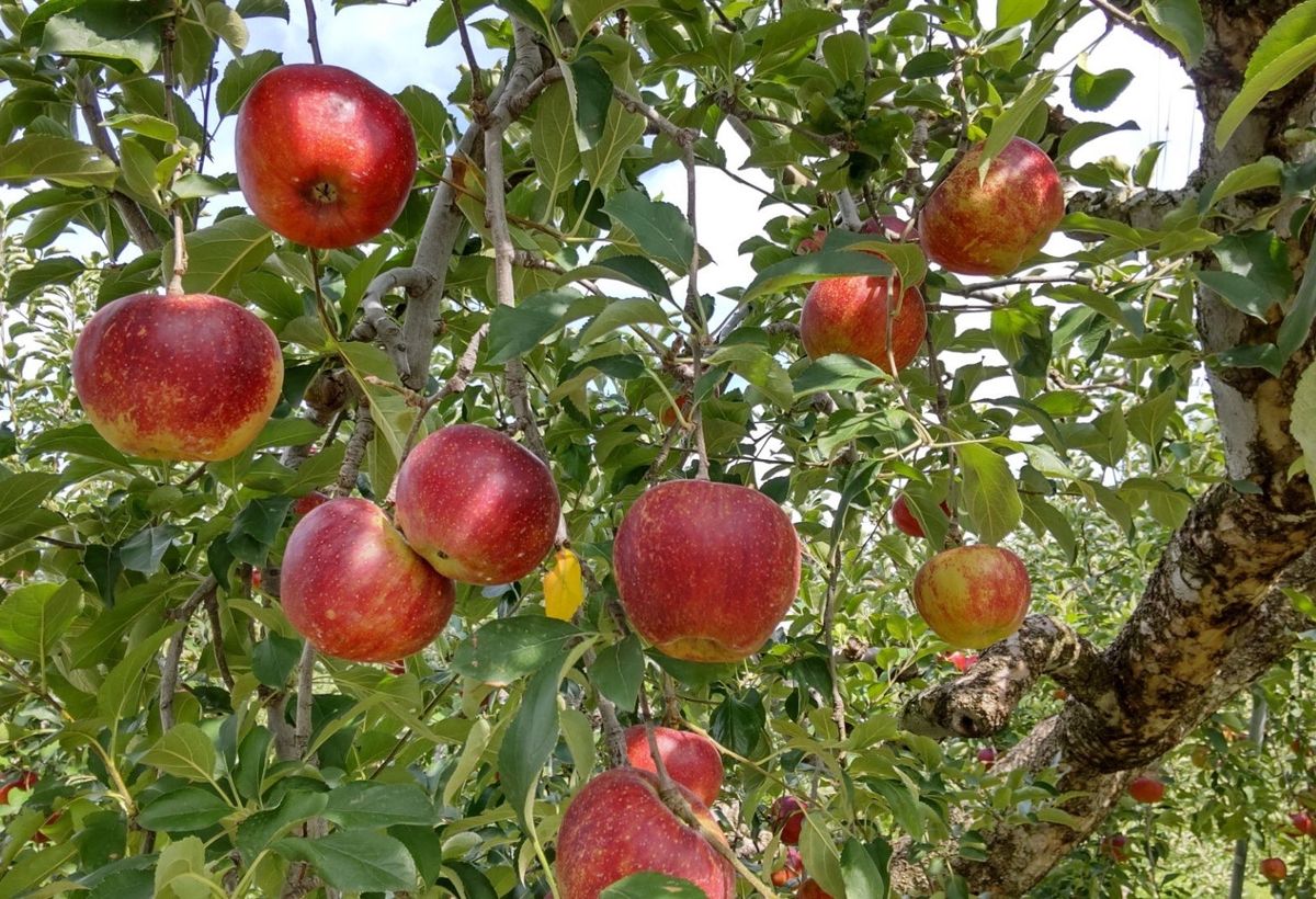 リンゴの写真 by エクボおばさん 長野県小布施町サイクリング たわわに実るりんご 、