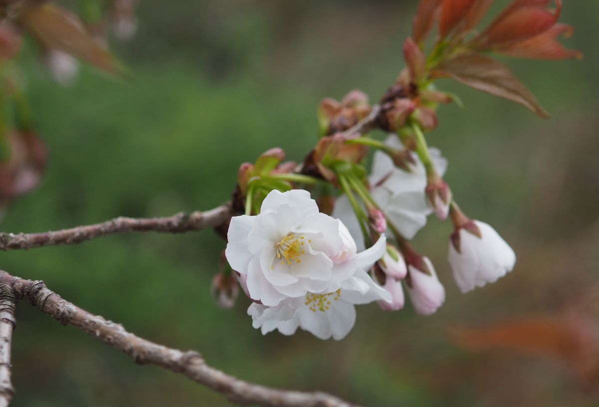  ２０２１年３月２２日。  広島市江波山公園にて。   ヒロシマエバヤマザクラ。  親木