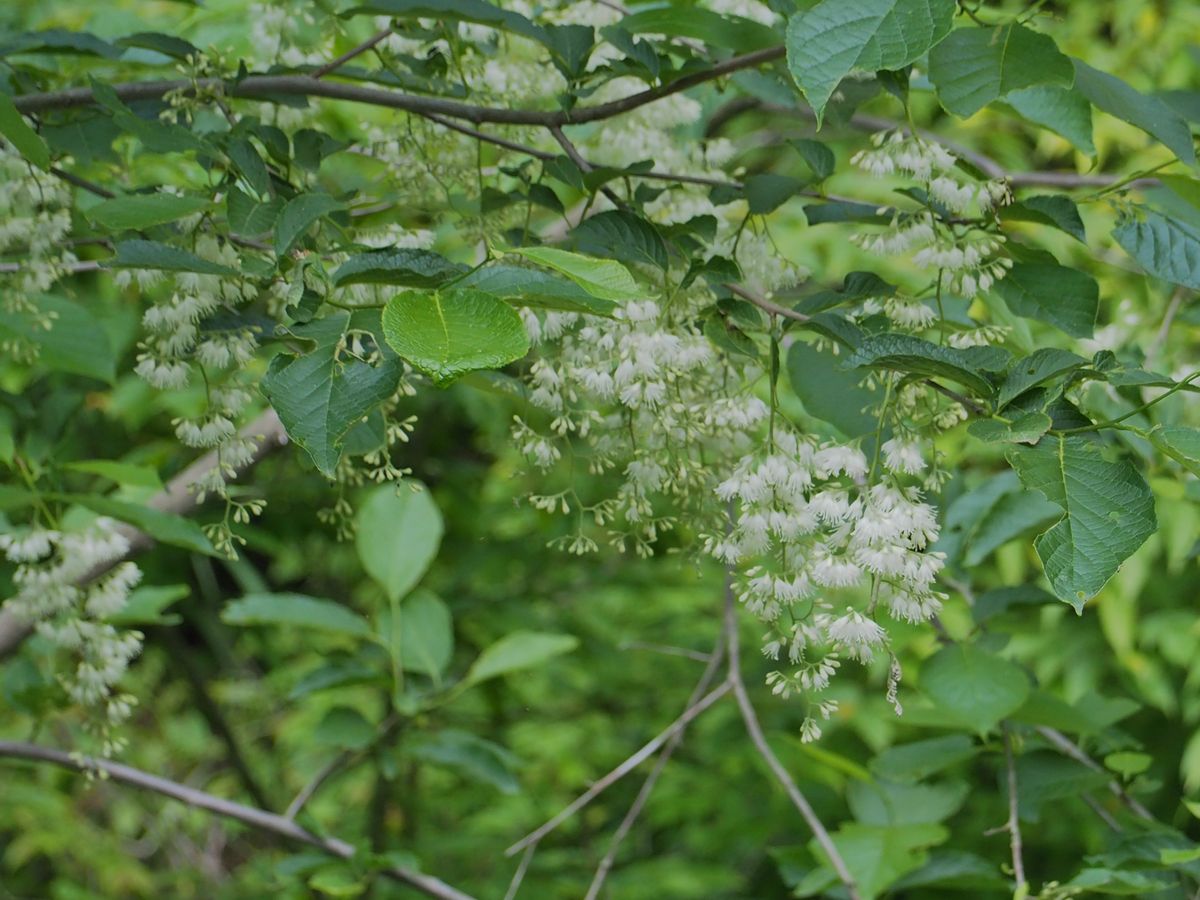 ２０２１年６月１日。   明るい山峡で。   アサガラの花。緑の葉を背景に、白い花が美