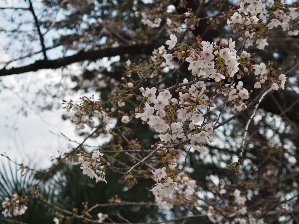  ２０２１年３月２２日。  広島市江波山公園にて。   ソメイヨシノ。