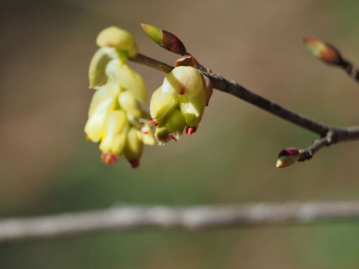  ２０２１年３月２３日。  県北の山峡にて。   コウヤミズキ。  淡い黄色の花が、数個