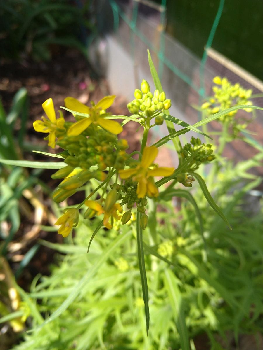 ミズナ（キョウナ）の写真 by ミズキ  水菜の花のリベンジ写真を撮ってみました。 な