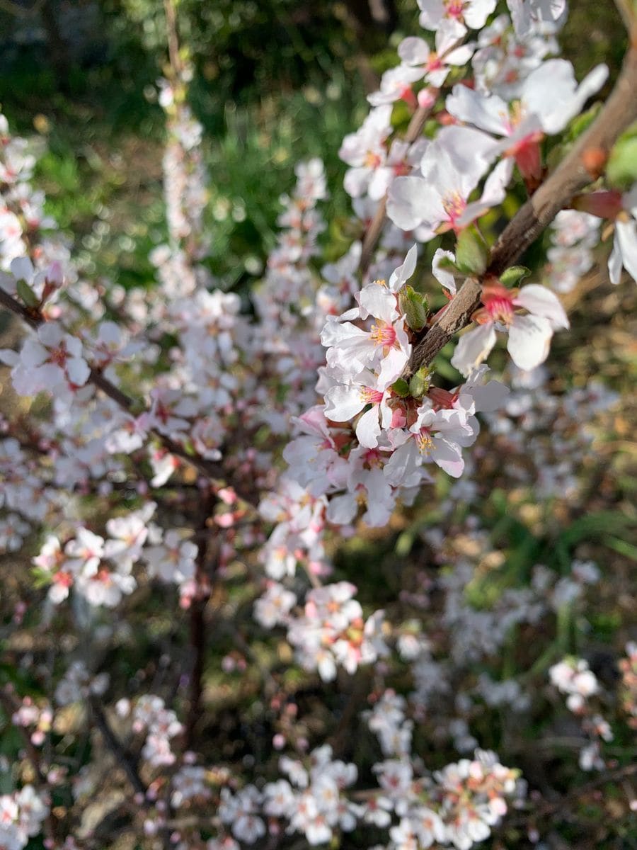 ユスラウメの写真 by hiromin*✿॰ॱ 庭のユスラウメの花🌸 可愛い😍