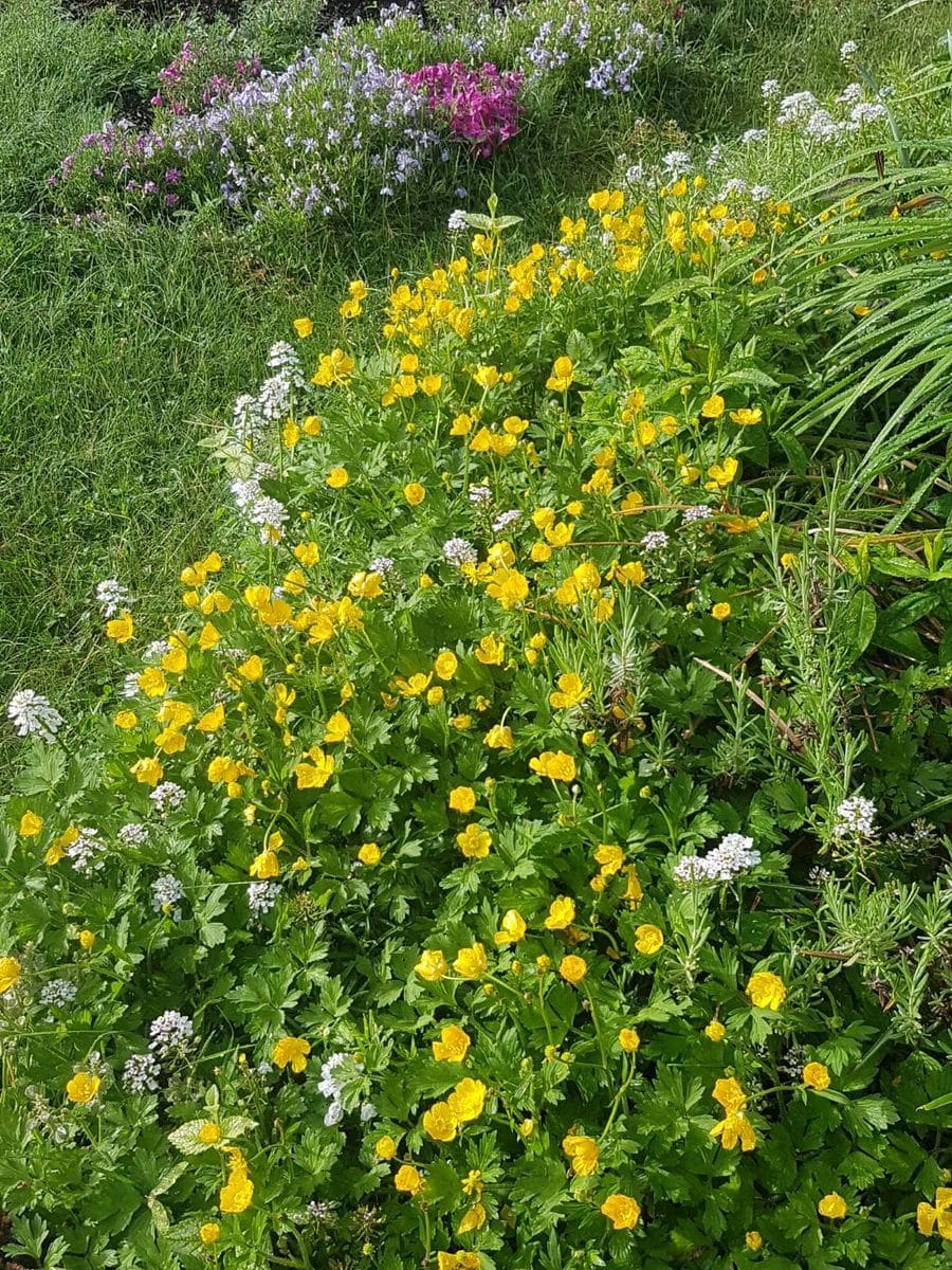バターカップの黄色が覆いつくす前庭花 21 春 のアルバム みんなの趣味の園芸