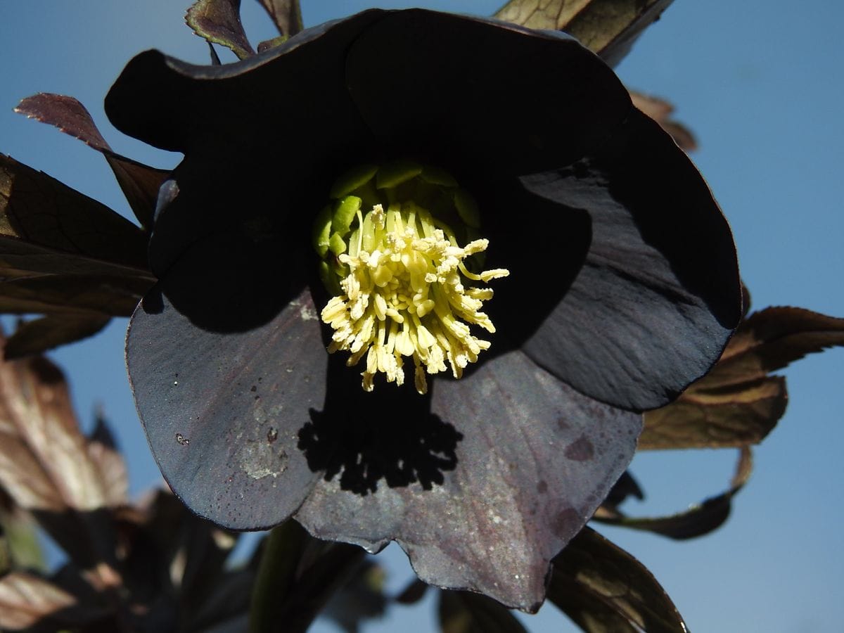 ブラックシングルです。 これも花友さんに頂きました。