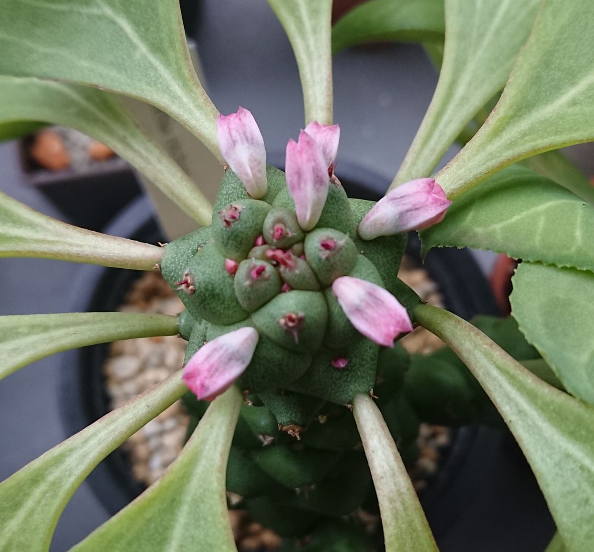 こんな時期に花が咲いてしまった リチェイ