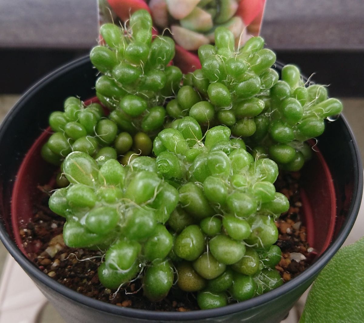 茶傘アナカンプロセス属「多肉植物」のアルバム-みんなの趣味の園芸1451917