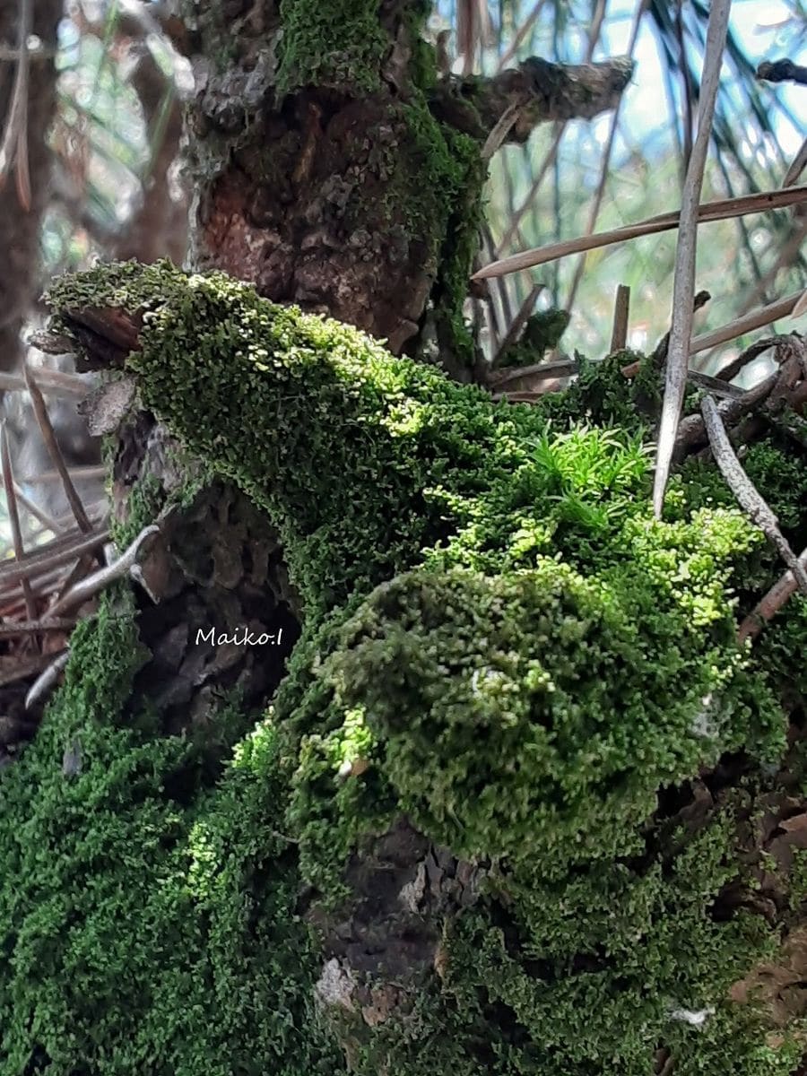 マツの仲間の写真 by さーかす書房 「苔」 屋久島？ではなく、松の木の苔。