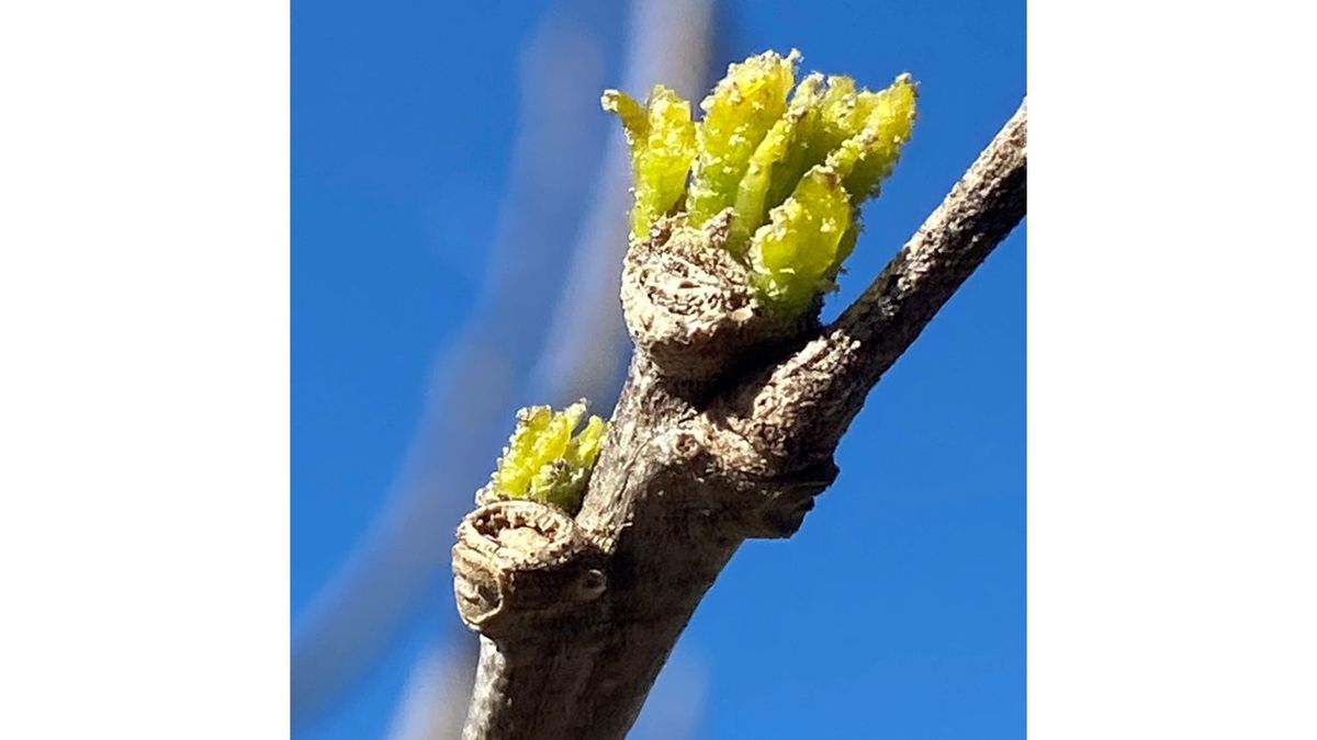 ムクゲの写真 by ジャノメエリカ テラスにあるムクゲに新芽が出ました。2021/3/14撮影