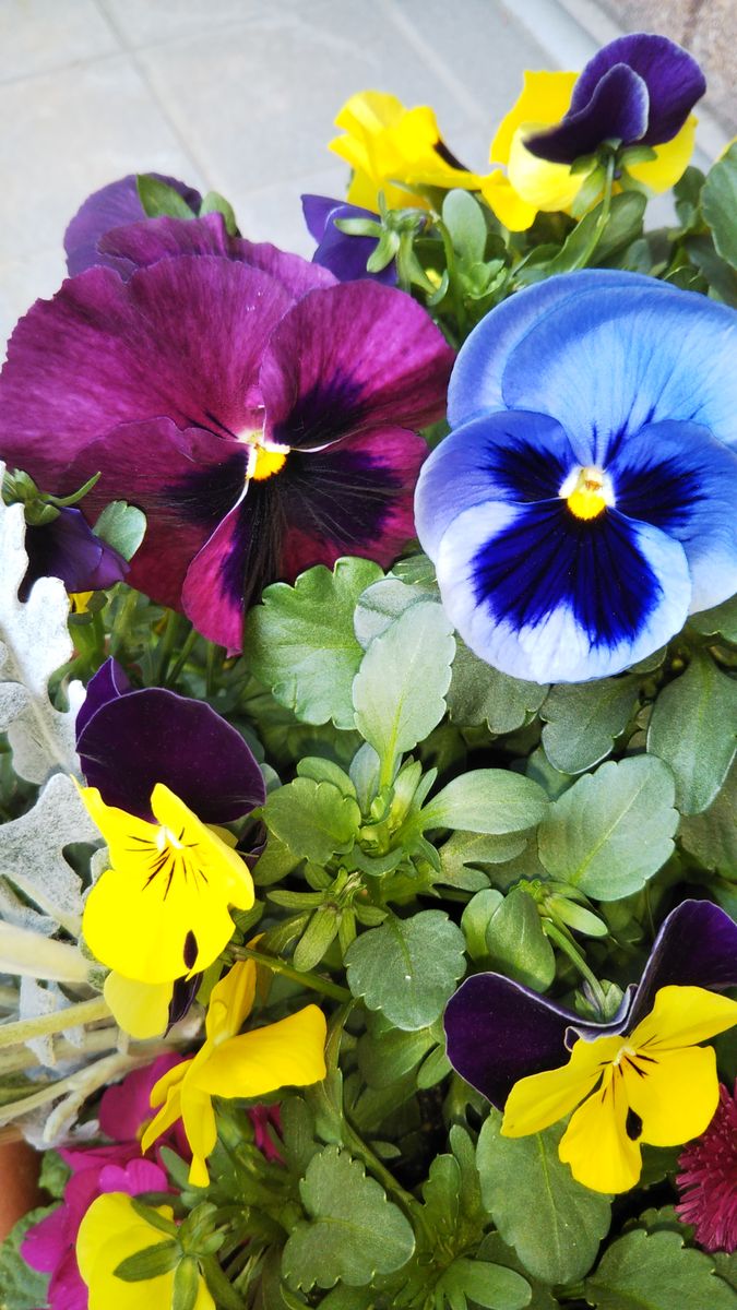 青 紫 黄色の3色セットのパンジー パンジー ビオラ寄せ植え のアルバム みんなの趣味の園芸