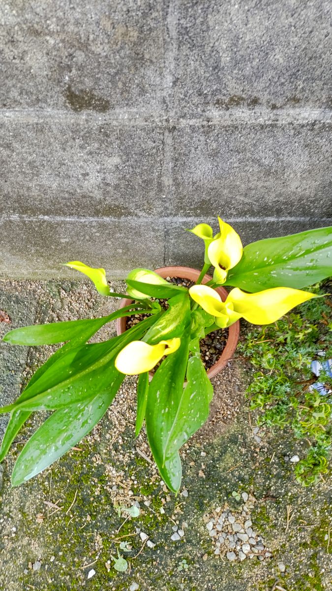 黄色のカラー、咲いてます♪遅くに半額のを植えたので咲かないかと思ってましたけど咲