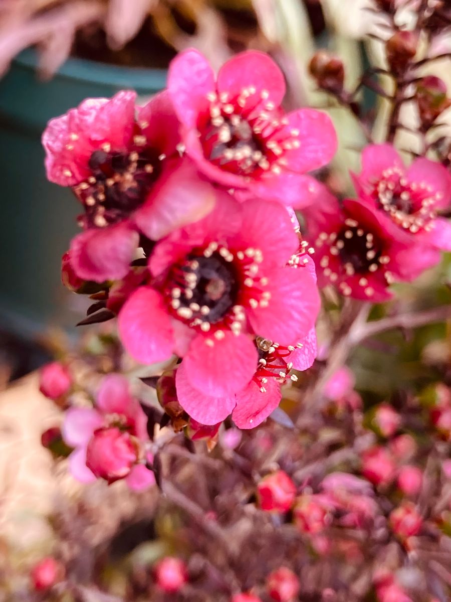 ギョリュウバイ  # Leptospermum scoparium