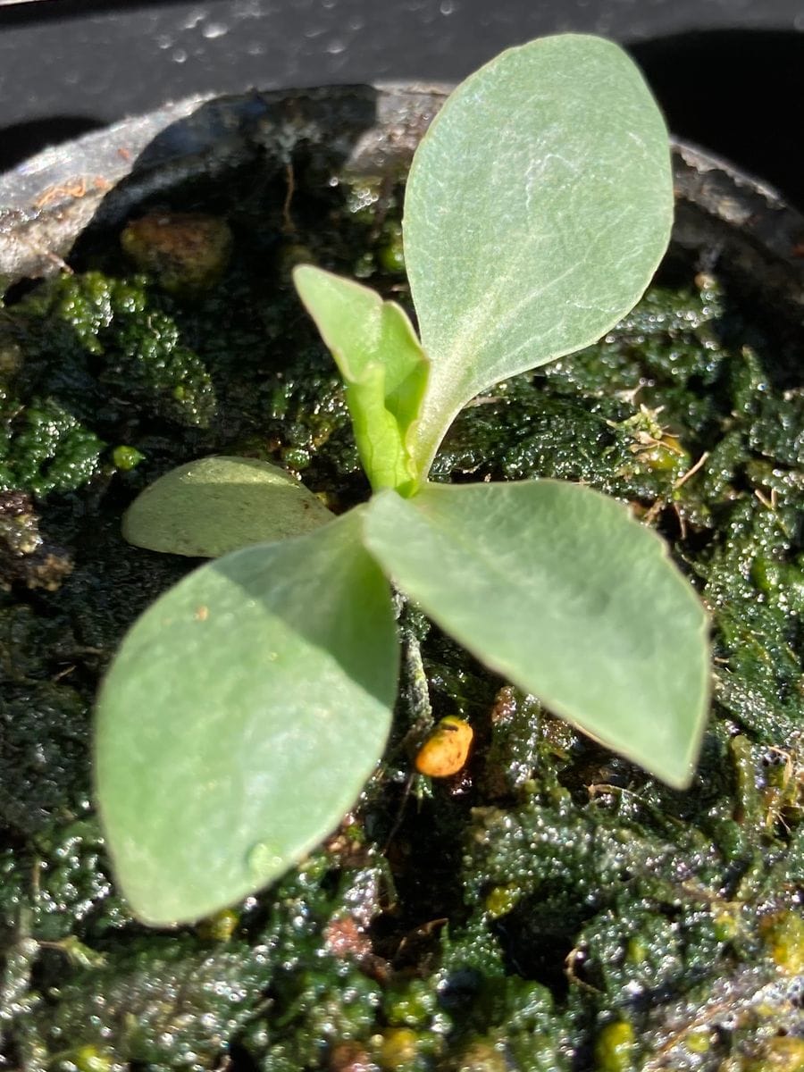 エリンジューム・パープルシーン 種蒔きから1ヶ月、順調に育っています❣️  #Eryngium