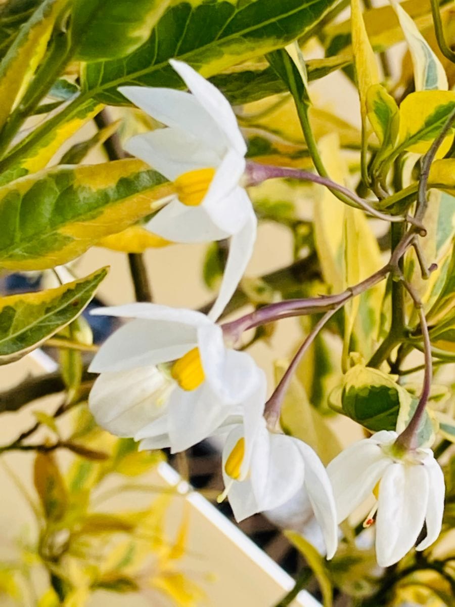 ツルハナナスの写真 by masaさん 斑入ツルハナナス  #Solanum jasminoides