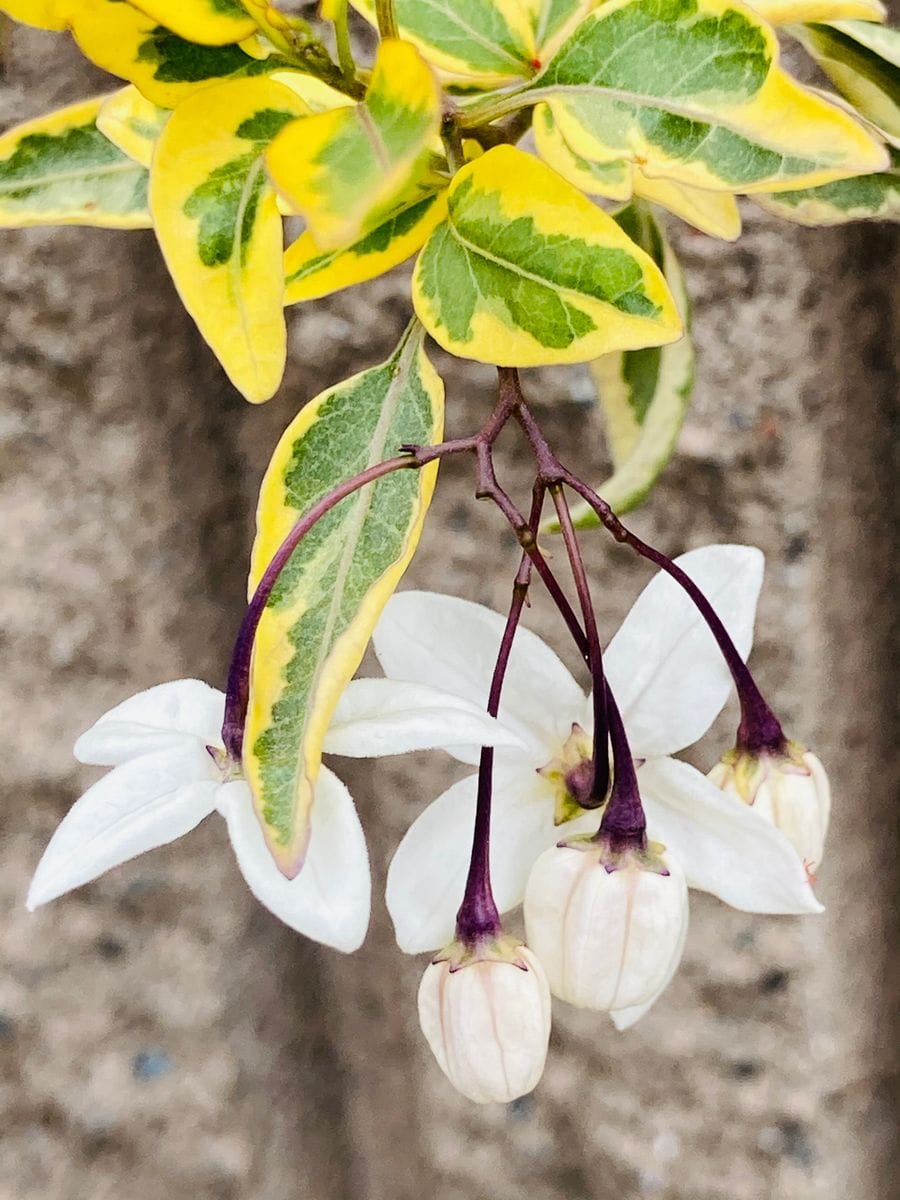 ツルハナナスの写真 by masaさん 斑入ツルハナナス  #Solanum jasminoides