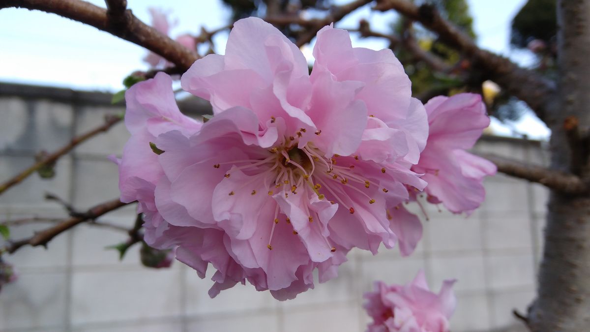 ハナモモの写真 by アンジェリーナ 花もも「ひなのたき」が開花しました💠