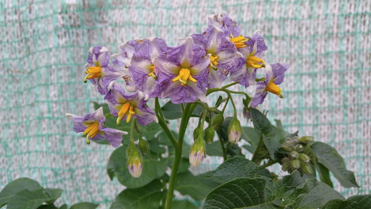 ジャガイモ「メークイン」の花💠 キタアカリより色が濃いです。