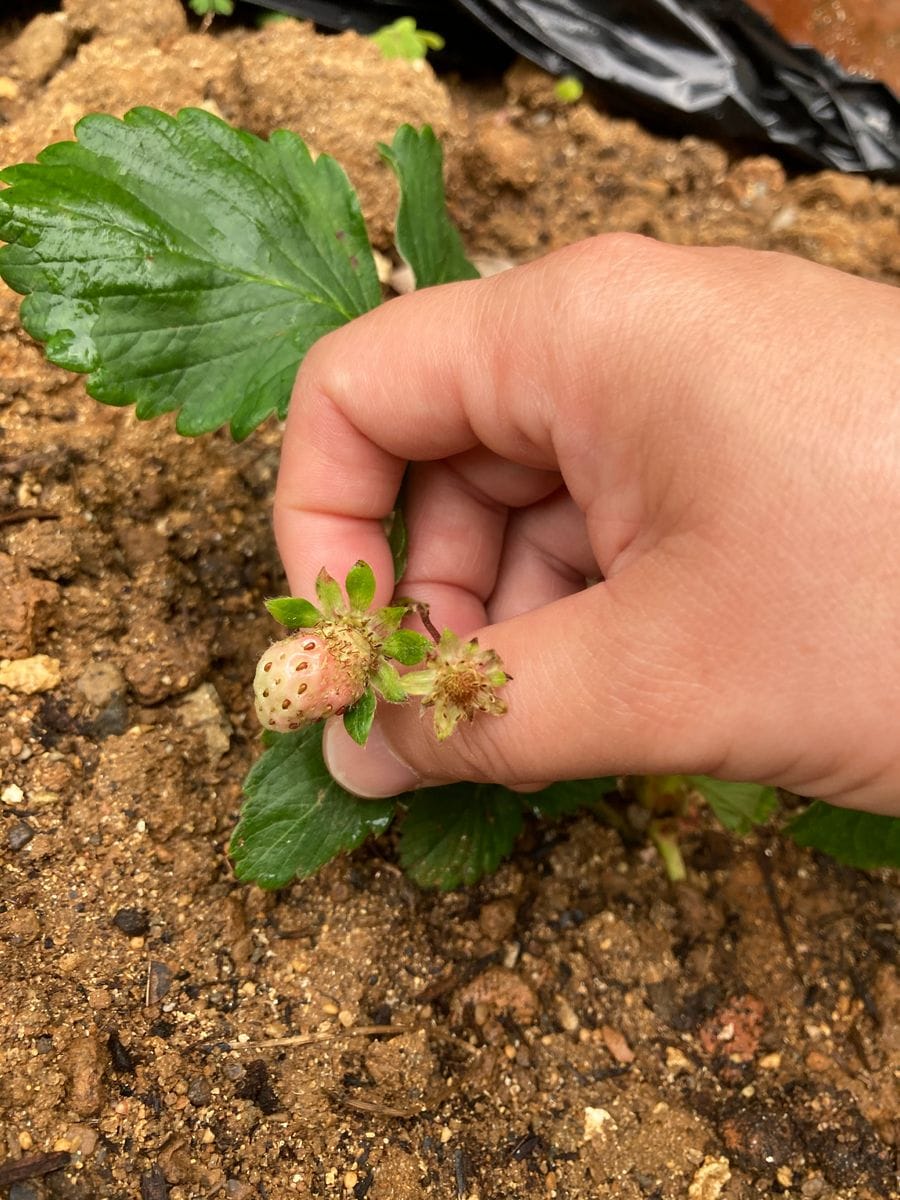 鉢植え🪴に植えてたのを庭に植え替えしました^_^