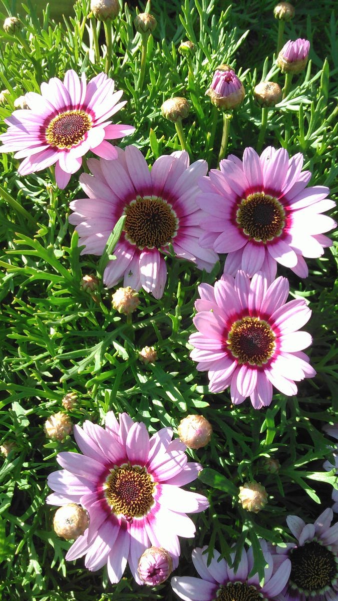 ご近所の花壇にて📷 3月17日🌼