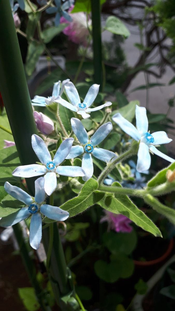 オキシペタラム（ブルースター）の写真 by フレンチビスコ きれいな星型の花が今年は