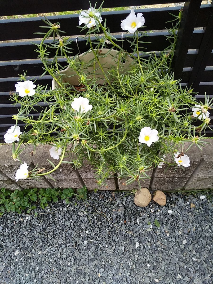 松葉牡丹のハンキング? 挿し芽の松葉牡丹大株になってきました😄 今年、初めて壁掛けに