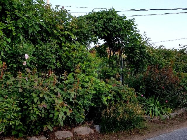 今朝のバラの庭 この時露の冷え込みで、生長が足踏み状態です。