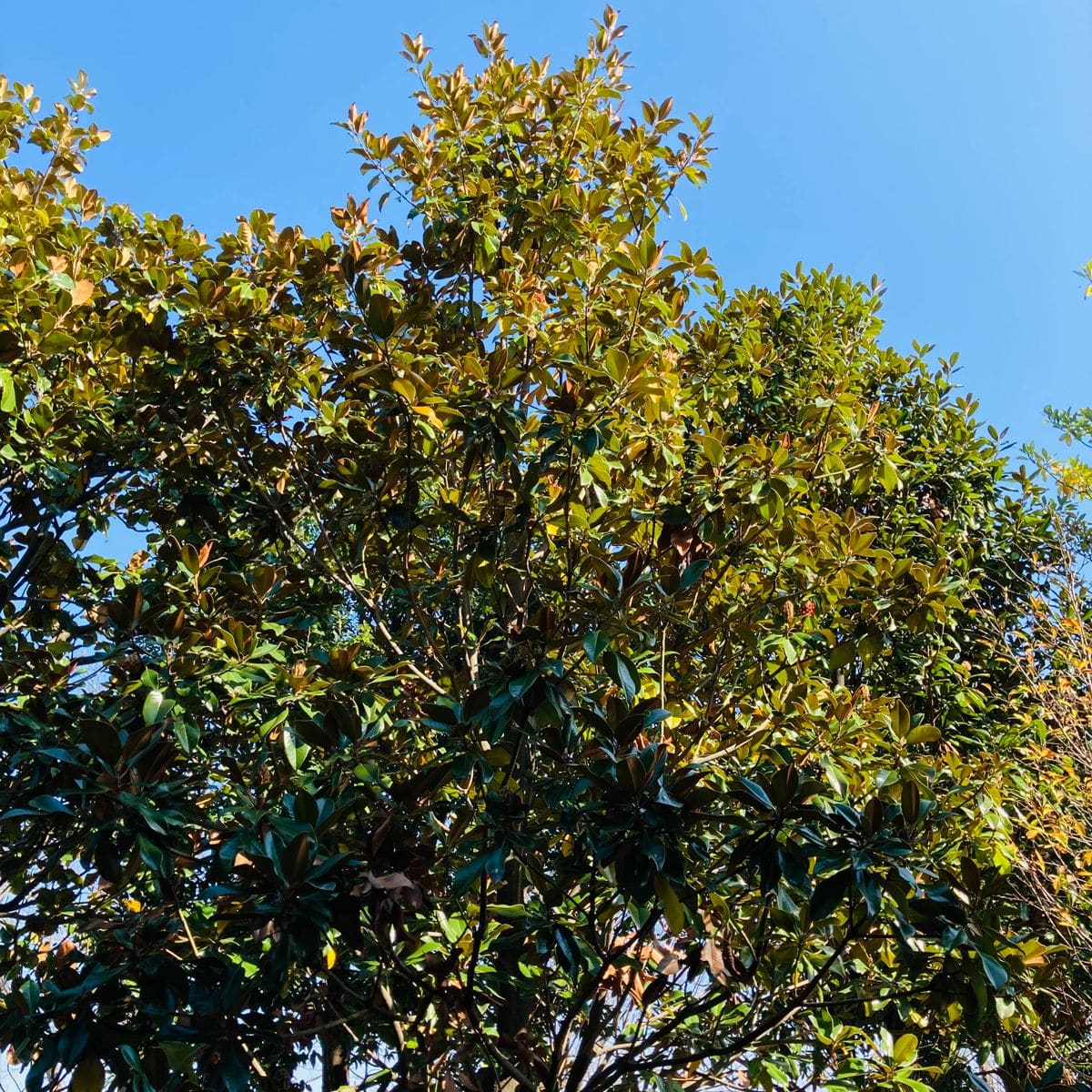 タイサンボク 北アメリカ原産モクレン科の常緑高木です‼︎  #Magnolia grandiflora