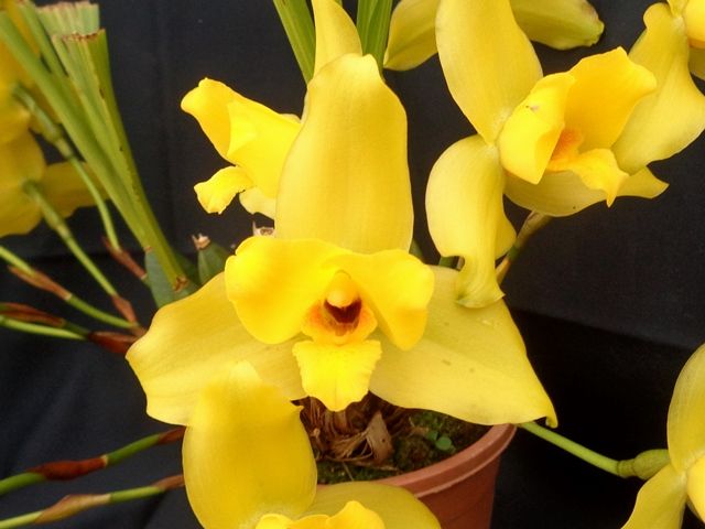 リカステ Lyc.Mem.Bill Congleton‘Corona’