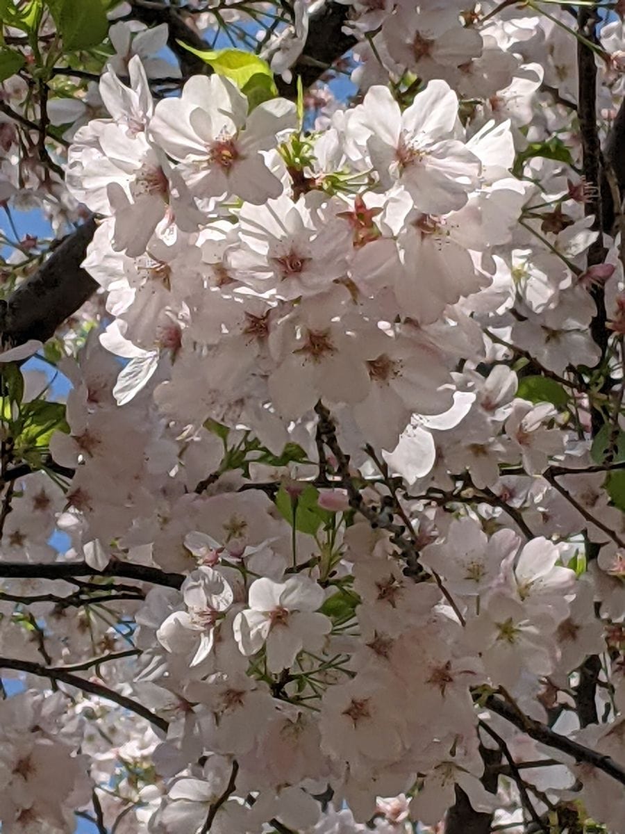 3月27日、播磨坂のアメリカが満開