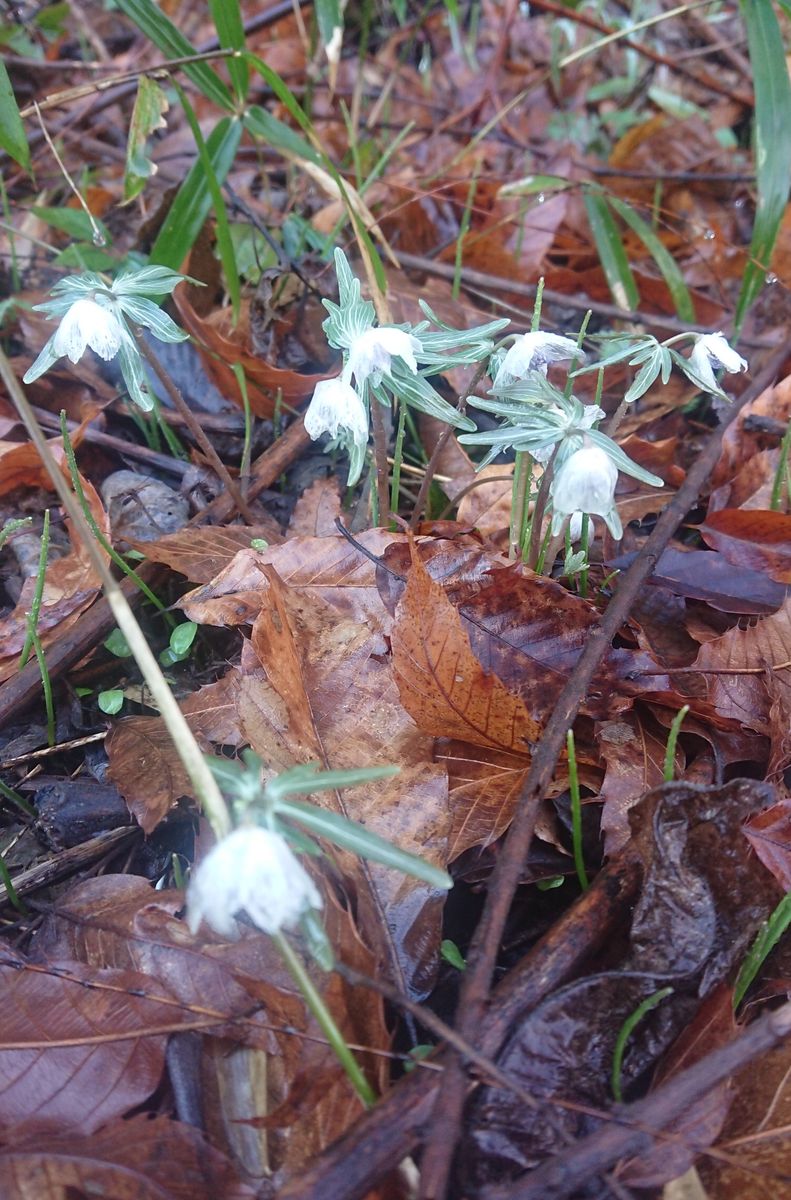 セツブンソウの写真 by りょうたむ 前日の大雨で、花びらも……( ・∇・)ガクもしっとり…