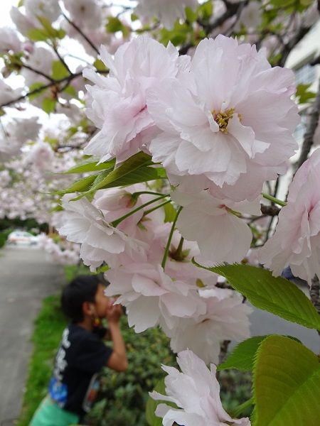 一足遅く、八重桜が咲き出しました～♪ ほんのり香っています(^^)