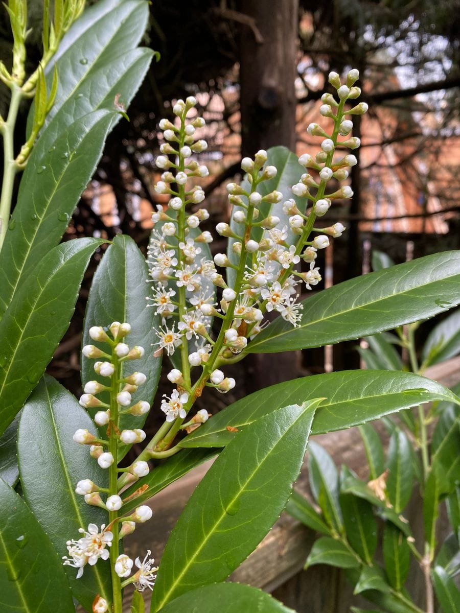 雨上がり、庭に出るとチェリーローレルの花が咲き始めていました。 小さい花が順番に