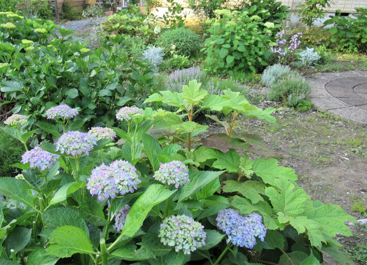 紫陽花が次々に咲き始める季節