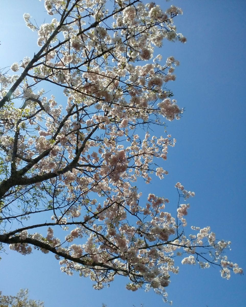 サクラの写真 by トム・マグノリア 入り口から少し入った場所に咲く『思川（オモイガ