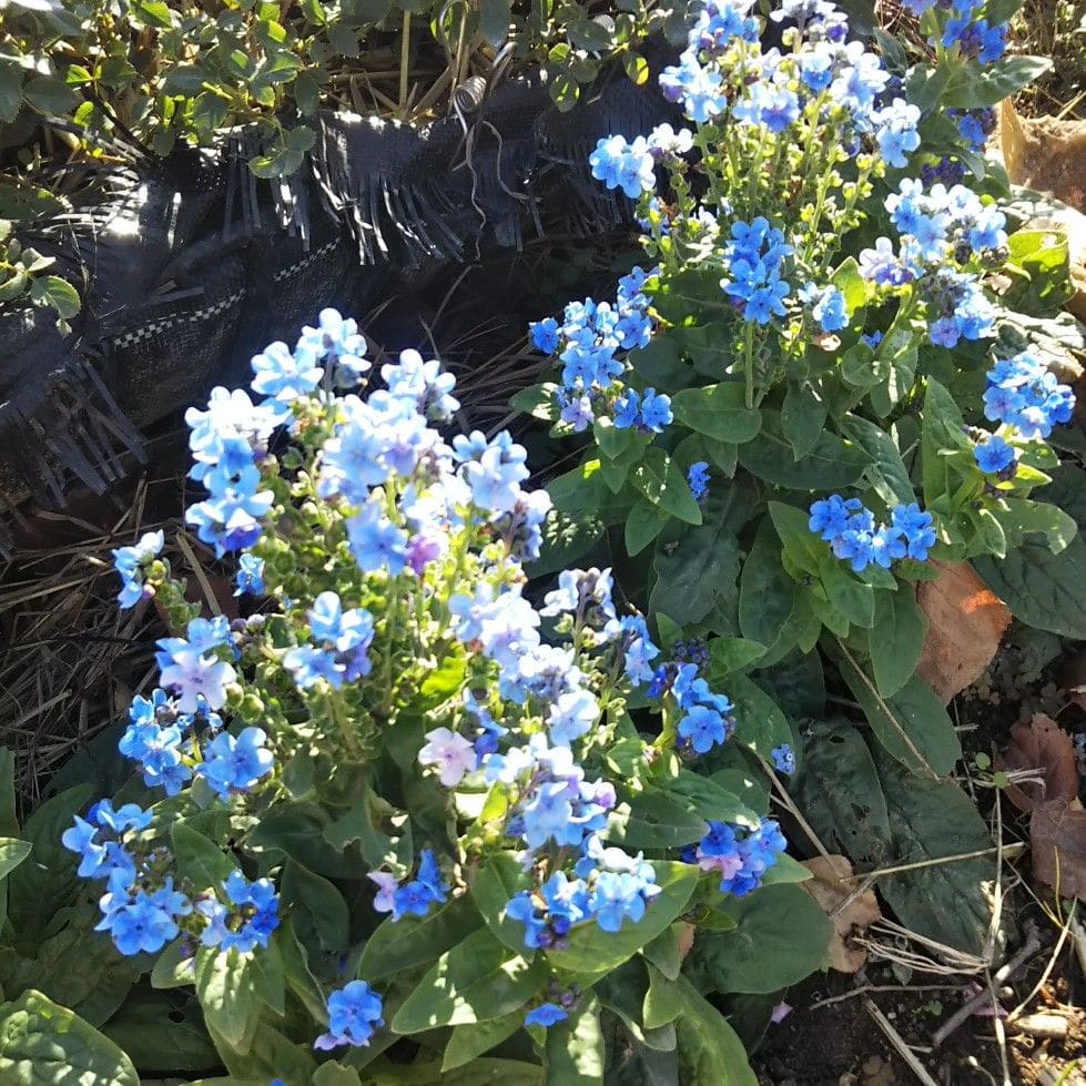 北側に植えたこぼれッ子のシノグロッサムもだいぶ種を持ってます    午前中のほんのわ