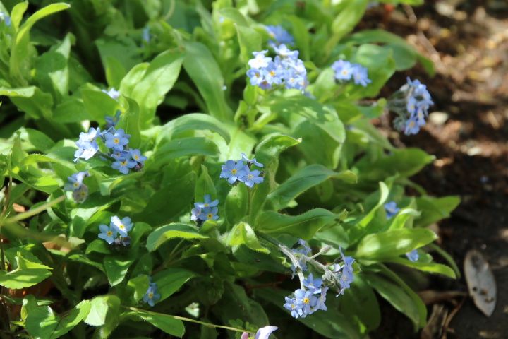 こぼれ種の忘れな草😊