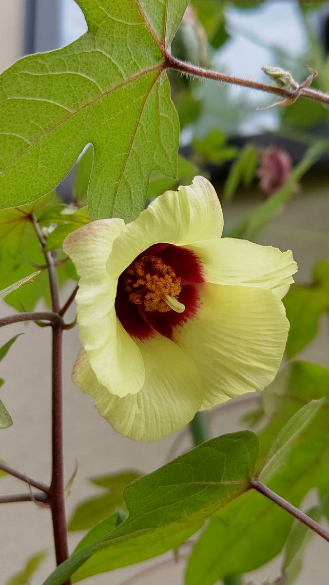 綿のお花が咲いています🎵 クリーム色のお花がハイビスカスにそっくり！ 1日しか咲いて