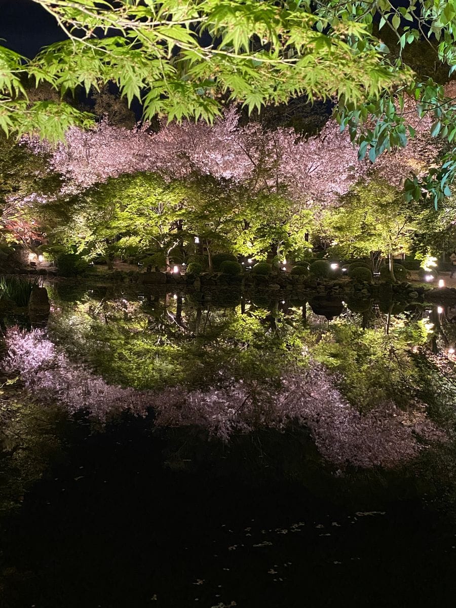 ライトアップされた桜が水面に映り込み🌸✨ 綺麗でした