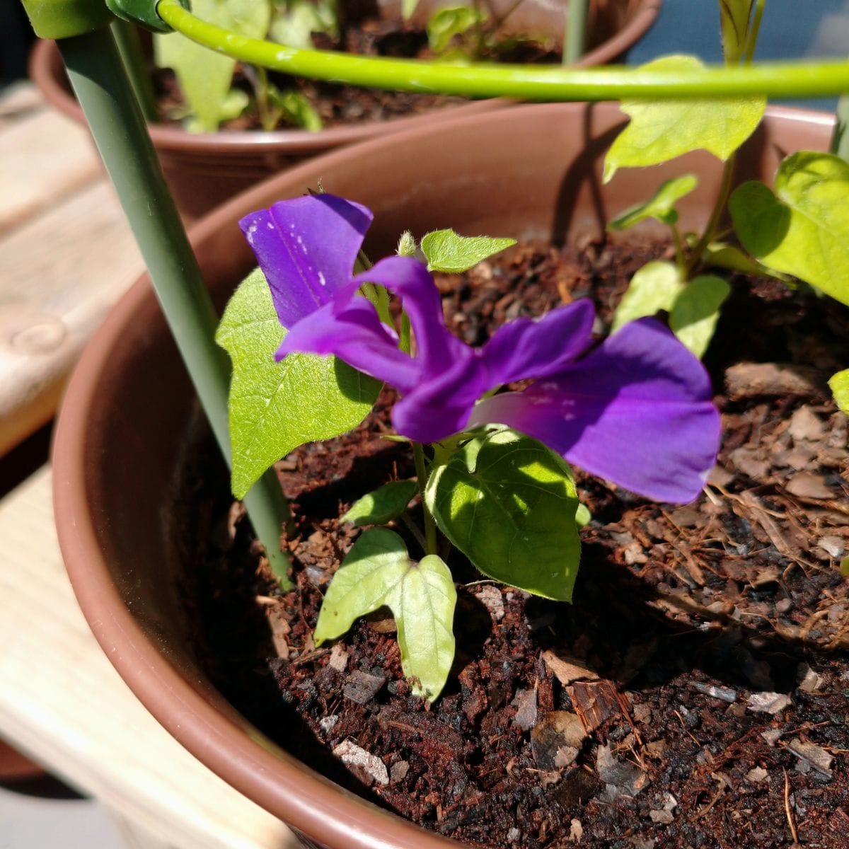 石畳咲の変更朝顔、咲きました😃 実は2輪め。。。 昨日初めて咲いた石畳咲の花は、 仕