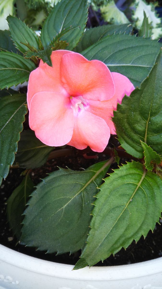 サンパチェンス咲きました❣️ ピンク色の花びらがラメのようにキラキラ光って綺麗です💕