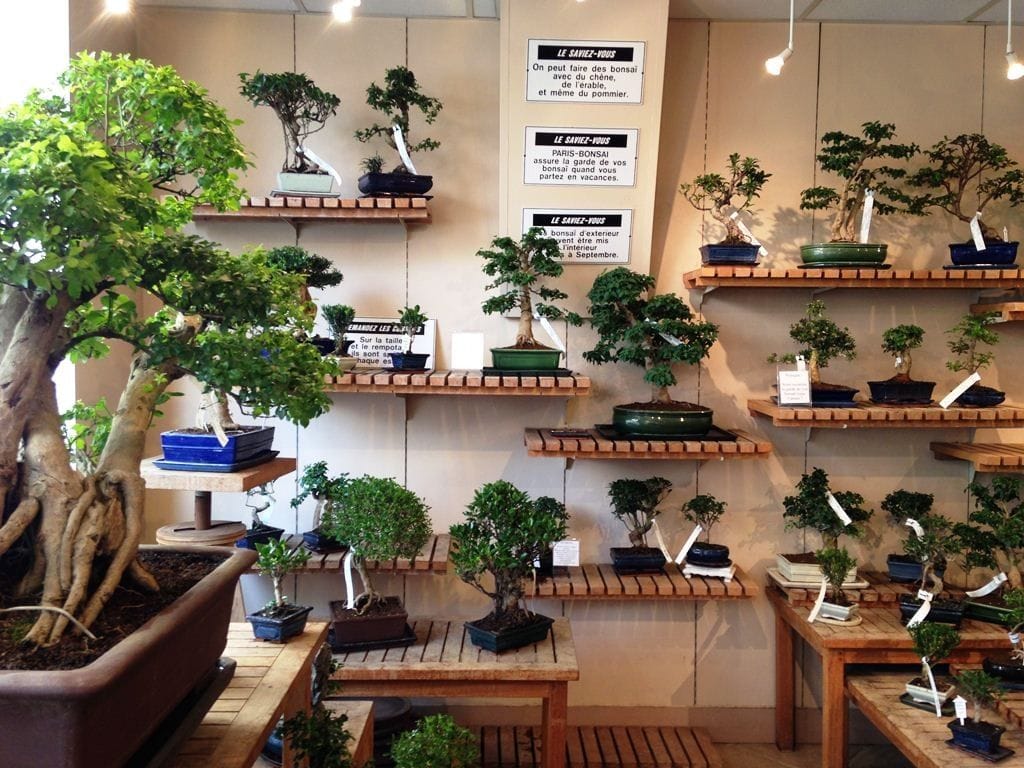 パリにある盆栽店「パリ盆栽」の店内。植物は主にインドネシアから来ているという（写