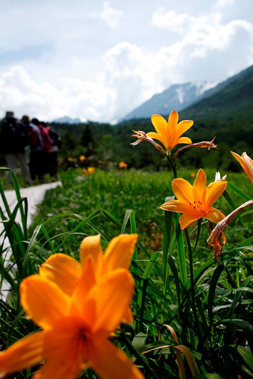 【天空の花散策～「北アルプス山麓の高山植物」取材ノートから】 栂池自然園。標高1,9