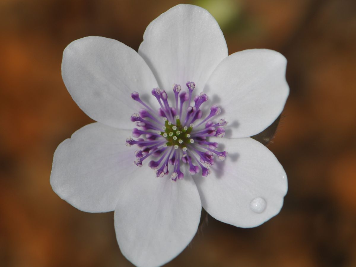 雪割草 白花紫しべ標準咲