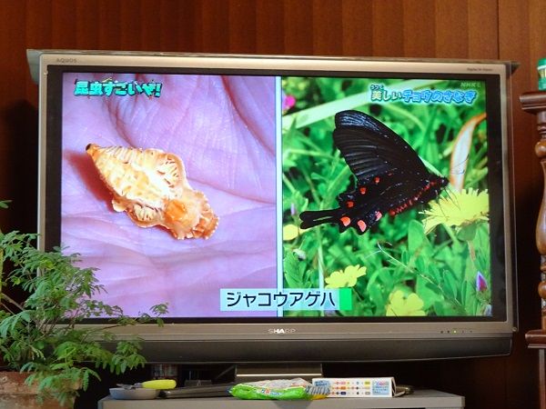 新年初！カマキリ先生(^^♪ テーマは「完全変態」サナギ編 子ども達とかじりついて見ま