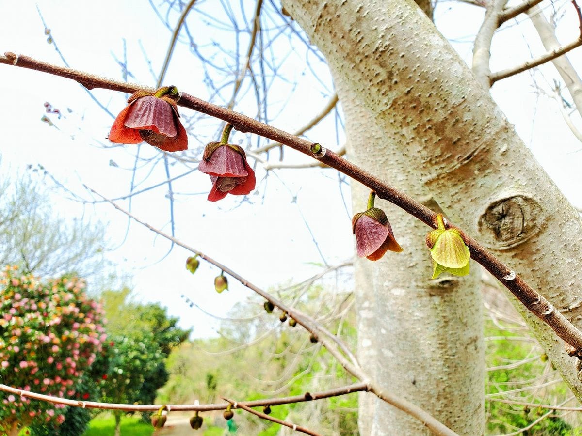 ポポーの写真 by shonan バンレイシ科落葉高木『ポポー』 葉に先だって花が咲き出しま