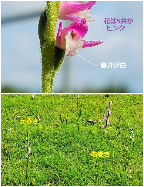 ネジバナの写真 by shonan ラン科『ネジバナ』花は5弁がピンク、唇弁が白。 花序がね