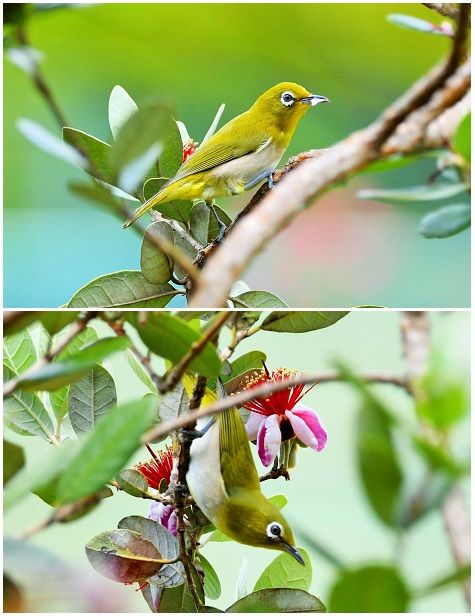 フェイジョアの写真 by shonan 今日もメジロがフェイジョアの花弁を食べに やって来て