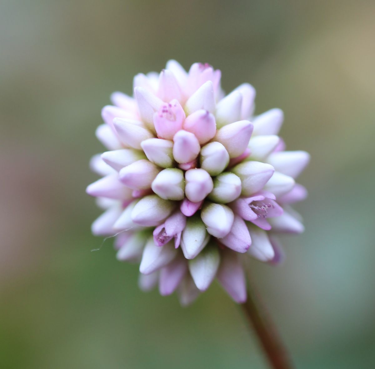 ヒメツルソバの写真 by ミサコ ヒメツルソバ(ポリゴナム)の花を見つけました。 今頃、