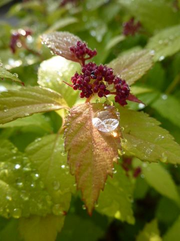 シモツケの写真 by くうねるあそぶ 雨上がりのシモツケ・マジックカーペット。