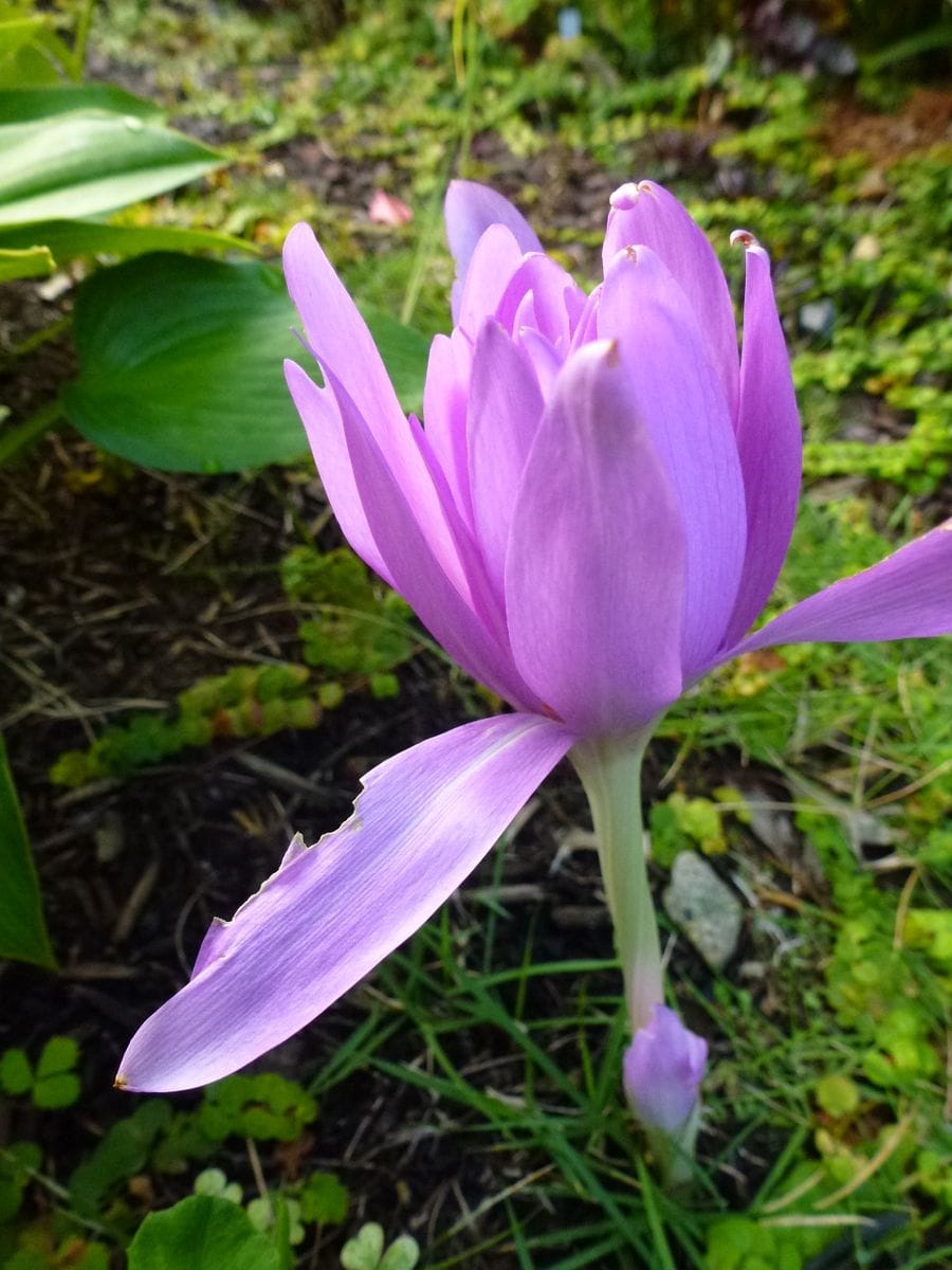 コルチカムの写真 by くうねるあそぶ コルチカム。 こちらの花はふっくらして、睡蓮み